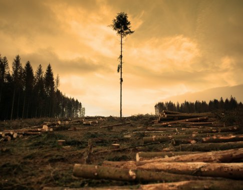 Nepasitenkinimas miškų politika Lietuvoje pasiekė neregėtą lygį: gyventojai skundžiasi dėl šalia gyvenviečių kertamų medynų