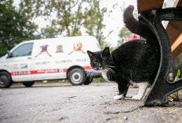 Per metus išgelbėjo beveik 1000 beglobių gyvūnų