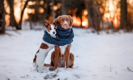 Šaltajam sezonui artėjant: kaip apsaugoti gyvūnus nuo šalčio