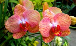 Elegantiškas orchidėjų žiedų paradas
