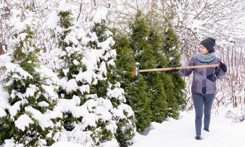 Žiemos darbai sode: kaip pasirūpinti žiemojančia veja ir nepersistengti genint medžius?