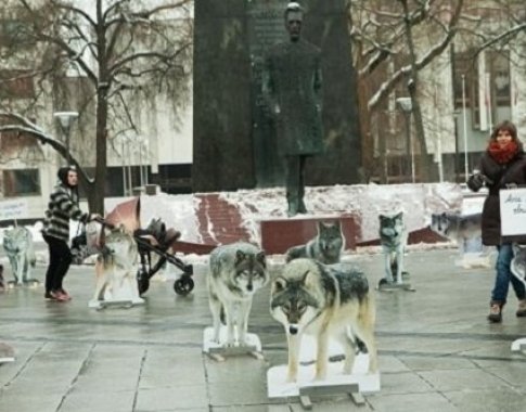Vilniuje vilkai pakvietė žmones pakalbėti apie taikų sugyvenimą
