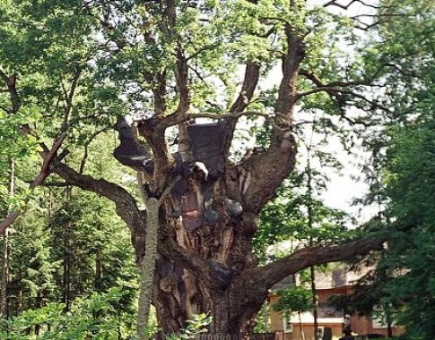 Lietuvos metų medžiu išrinktas Stelmužės ąžuolas