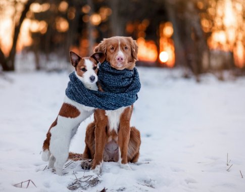 Šaltajam sezonui artėjant: kaip apsaugoti gyvūnus nuo šalčio