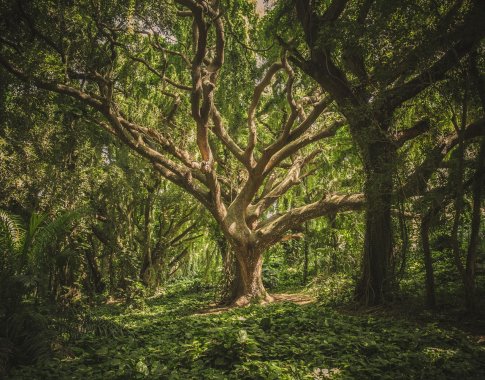 Saugodami senus medžius padėsime šimtams gyvybės rūšių