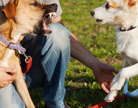 Šunų dresuotoja pataria: kaip elgtis, jei jus puola šuo?