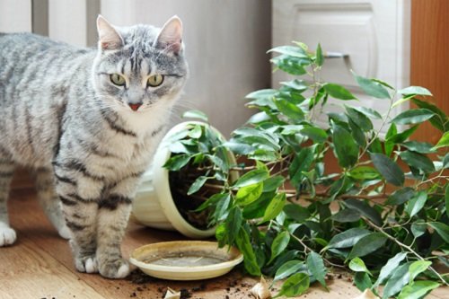 Kambariniai augalai ir katės: sunku sutarti