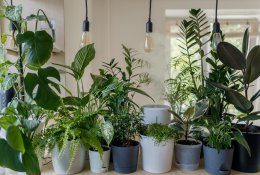 Ekspertai pataria: penkios pagrindinės kambarinių augalų priežiūros taisykl ...