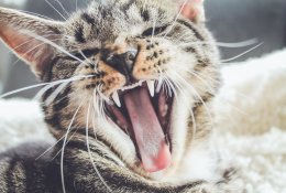 Šunų ir kačių dantų priežiūra: norint išvengti pasekmių, dantis reikia valy ...