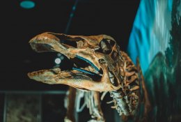 Už milijoninę sumą parduotas retas dinozauro skeletas