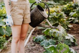 Sodo ir daržo darbai artėjant rudeniui: ką sėti ir kokių darbų imtis