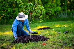 Arboristas apie rudenį sodinamus medžius: sėkmę lemia sodinuko sveikata ir  ...