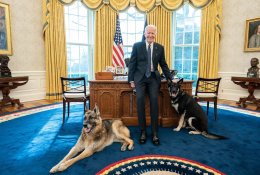 Darbuotojus kandžiojęs J. Bideno šuo iškeldintas iš Baltųjų rūmų
