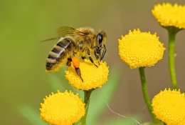 Kada bičių produktai yra maistas, o kada – vaistas?
