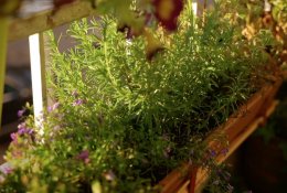 Kai balkonas virsta daržu: miesto gyventojos istorija, stebinanti visus