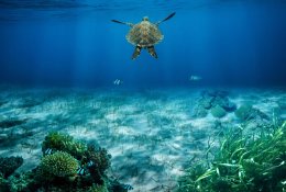 Į Galapagų salas po beveik 150 metų grįžo didieji vėžliai