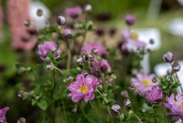 Didžioji sodinukų mugė – jau balandį