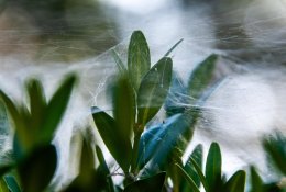 Kaip laiku pastebėti augalų patiriamą stresą?