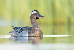 Paskelbtas 2026 metų paukštis