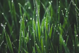 Prasidėjo pavasaris – pabudo gamta: kada verta pabudinti veją?