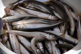 Palanga šeštadienį pakvipo stintomis