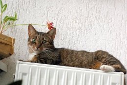 Nuo penktadienio Vilniuje pratęsiamas šildymo sezonas