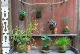 Kokedama – samaninis stebuklas jūsų namuose