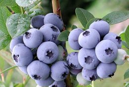 Šilauogės – neatrastos sodo gėrybės