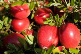 Mūsų sodai keičiasi: atėjo eilė spanguolėms