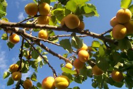 Klimatas keičiasi - gal pasisodinti abrikosų?