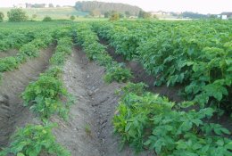 Jūsų bulves pražudyti gali maža kirmėlė
