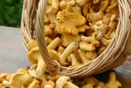 „Savaitė“: vaistinėse gali atsirasti ir grybų?