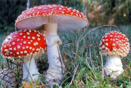 Vasara dar nesitrauks, o ruduo – neskubės