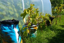 Konkursas “Originali lysvė“: bulvės auga ir maišuose