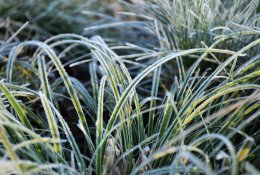 Šio ryto šalna: spalį būta net ir –19,5 °C