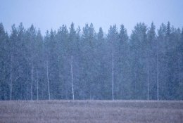 Žiemos pradžia. Dar nedrąsi, bet į tą pusę