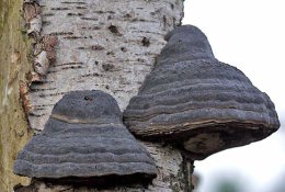 Ant beržų augantys grybai – veiksmingi vaistai