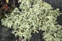 Islandinės kerpenos – natūralių antibiotikų šaltinis
