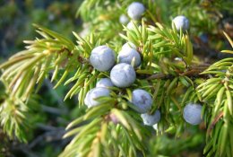 Kadagiai – seniausi mūsų sveikatos saugotojai