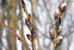 Pirmieji pavasario vaistai – iš pumpurų