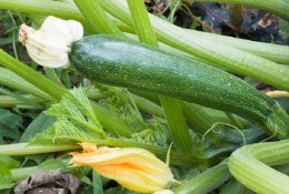 Cukinijų derlius: pavojai, ligos ir naudingi patarimai