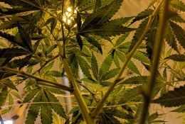 Lietuvoje nuo kitų metų bus prieinamos medicininės kanapės