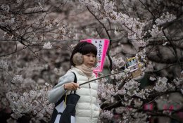 Pamatykite: Japonijoje pusmečiu anksčiau sužydėjo sakuros