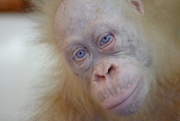 Vienintelis pasaulio orangutangas albinosas pratinasi prie gyvenimo džiunglėse