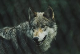 Vilkai laukinėje gamtoje: ką reiškia būti šių puikių plėšrūnų gaujos nariu?