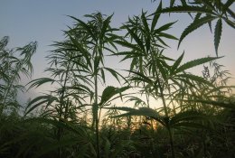 Naujoji Zelandija gali tapti vos trečia pasaulio valstybe, legalizavusia kanapes