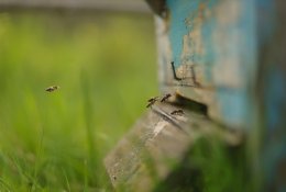 Bičių auginimas: ne į kalendorių, o pro langą reikia žiūrėti