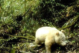 Pamatykite: Kinijos miške nufotografuota panda albinosė