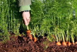 Morkų rugpjūtis: kaip jas prižiūrėti tokiu metų laiku?
