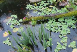 Papuoškime sodybą: dekoratyviniai vandens augalai